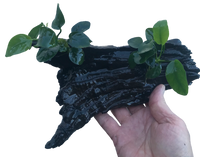 Decor Driftwood Anubias