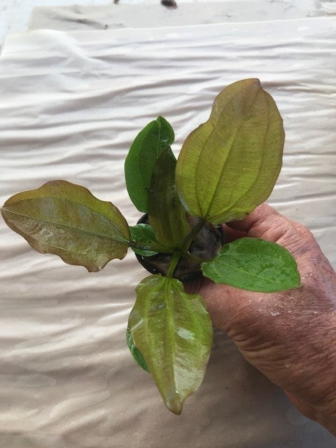 Echinodorus sp. 'AC Sunrise'