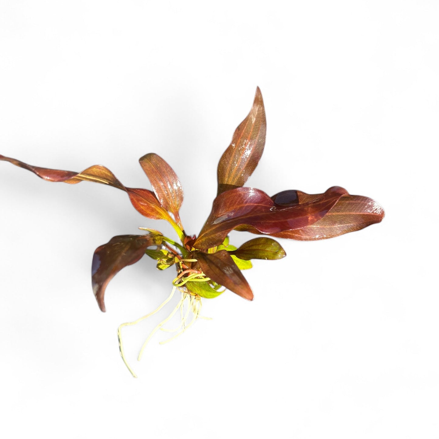 Echinodorus radican 'Big Bear'