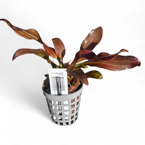 Echinodorus radican 'Big Bear'