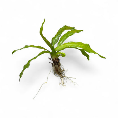 Echinodorus Major/Martii