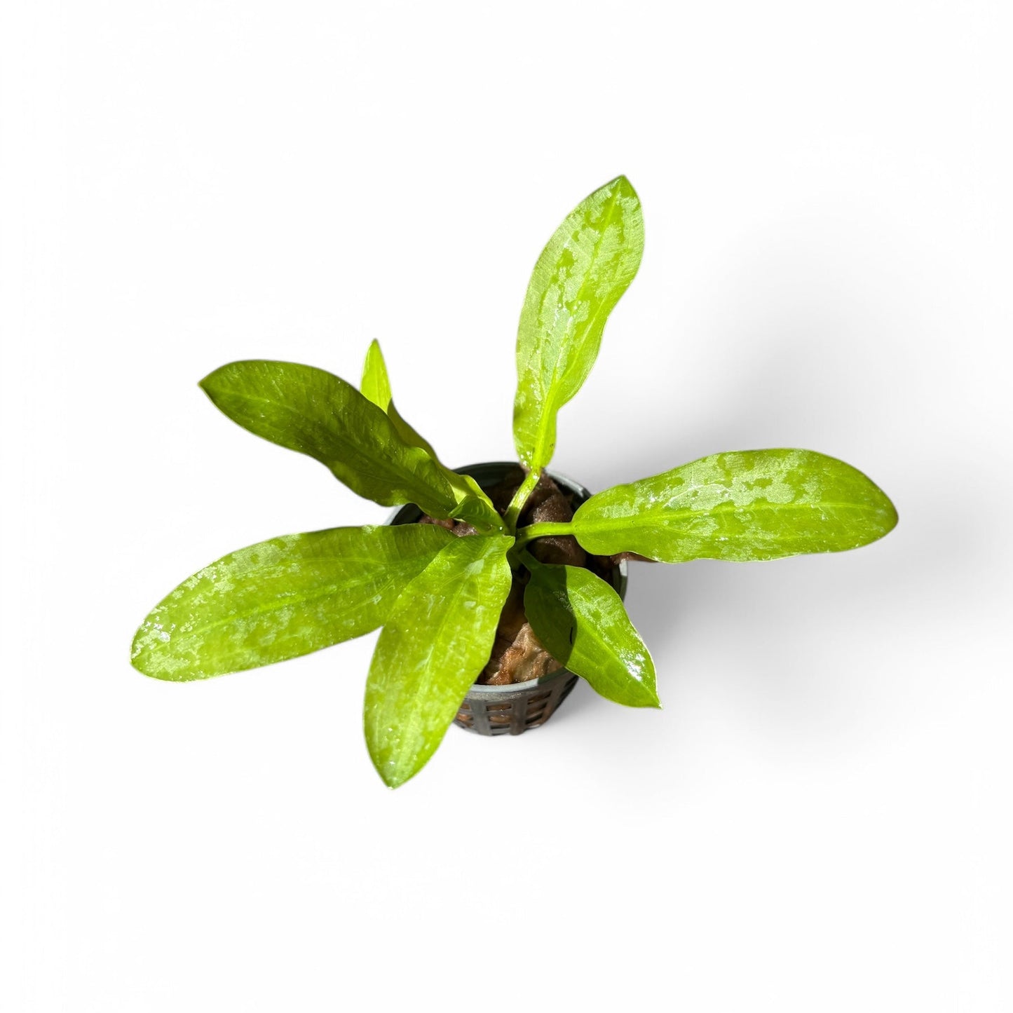 Echinodorus Major/Martii