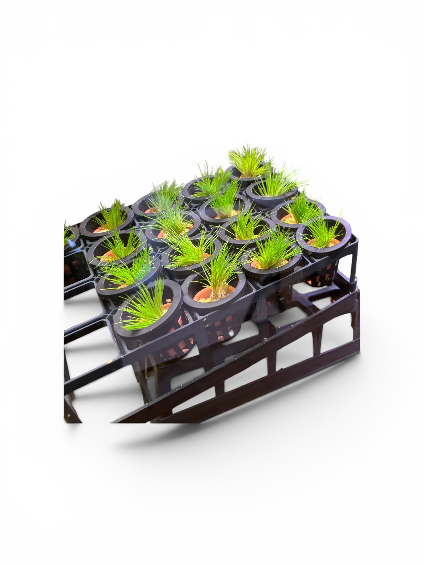 Eriocaulon Shiga