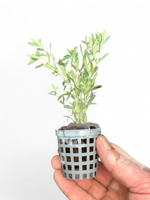 Rotala ramosior 'Florida'