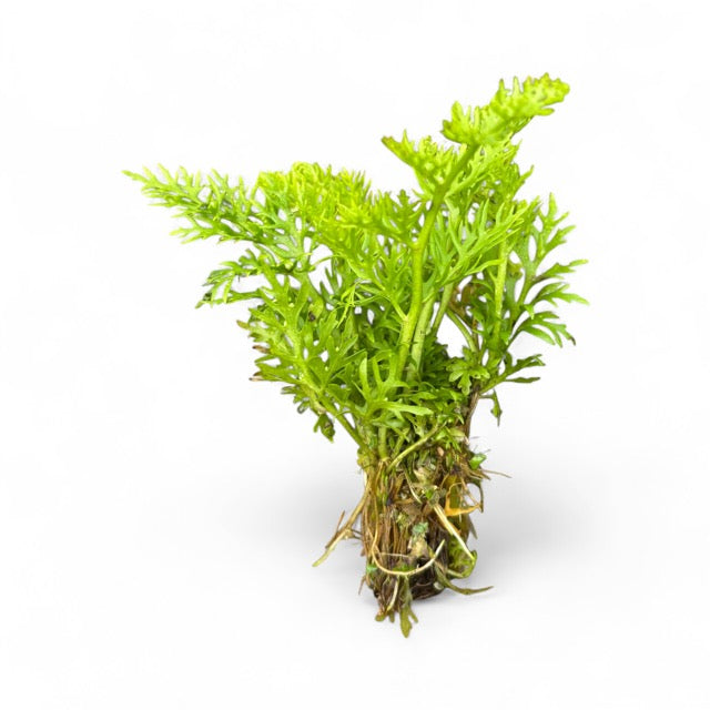 Ceratopteris thalictroides Sprite Fine