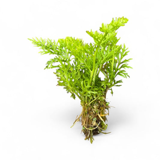 Ceratopteris thalictroides Sprite Fine