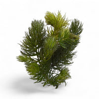 Ceratophyllum demersum (Foxtail)**