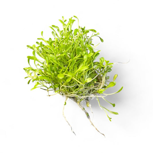 Glossostigma elatinoides