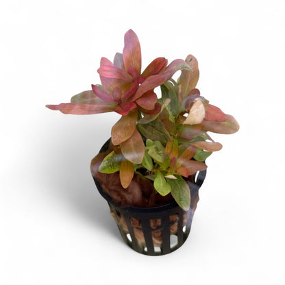 Ammania gracilis 'Rose Leaf'