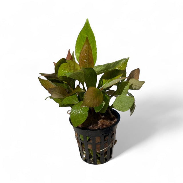 Nomaphila corymbosa green temple