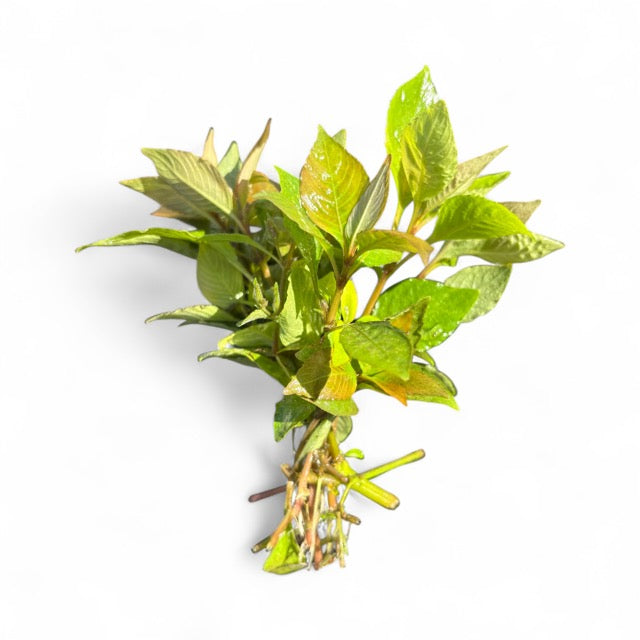 Nomaphila corymbosa green temple