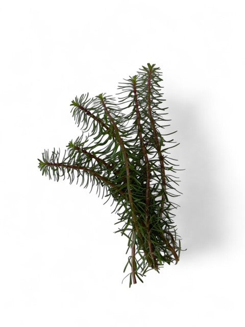 Myriophyllum 'Guyana'