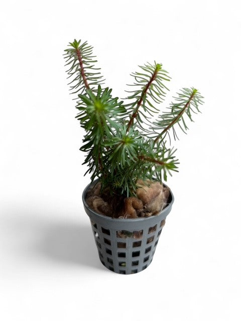 Myriophyllum 'Guyana'