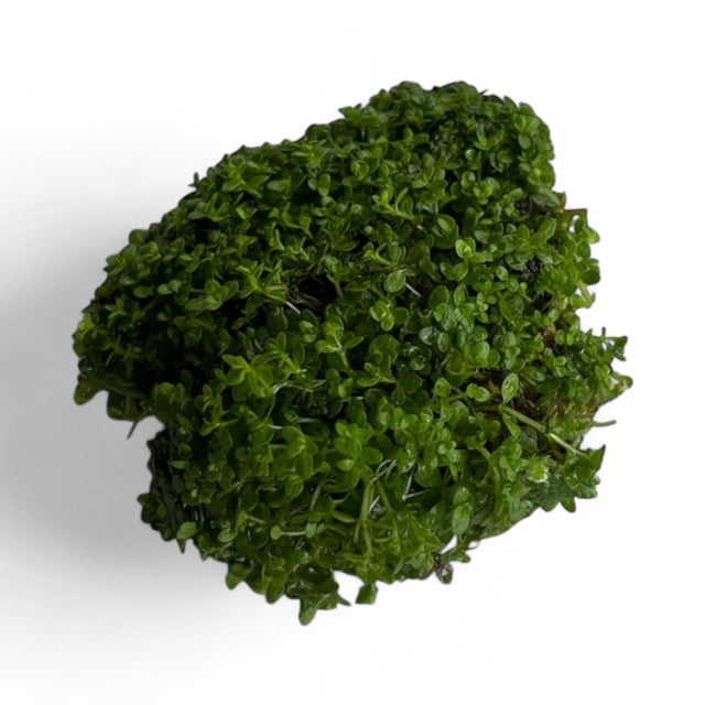 Hemianthus callitrichoides 'HC'