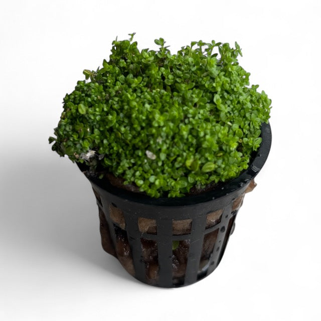 Hemianthus callitrichoides 'HC'