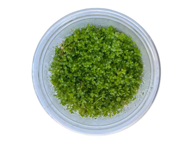 Tissue Culture Cup Hemianthus callitrichoides 'Baby Tears HC'