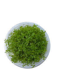 Tissue Culture Cup Hemianthus micranthemoides 'Baby Tears Narrow'