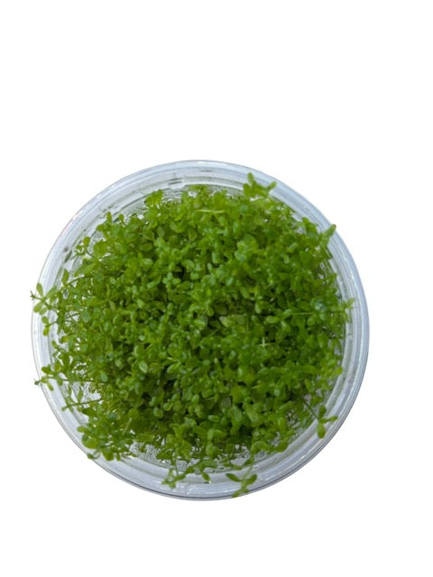 Tissue Culture Cup Hemianthus micranthemoides 'Baby Tears Narrow'