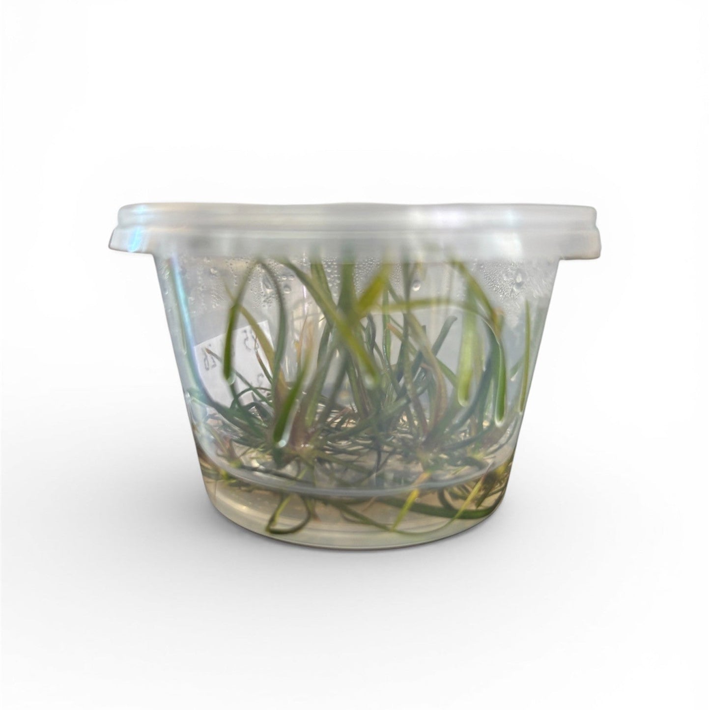 Tissue Culture Cup Helanthium tenellum 'Micro'