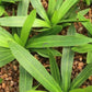 Echinodorus horemanii Green Horemanii