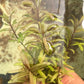 Hygrophila Ceylon