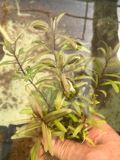 Hygrophila Ceylon