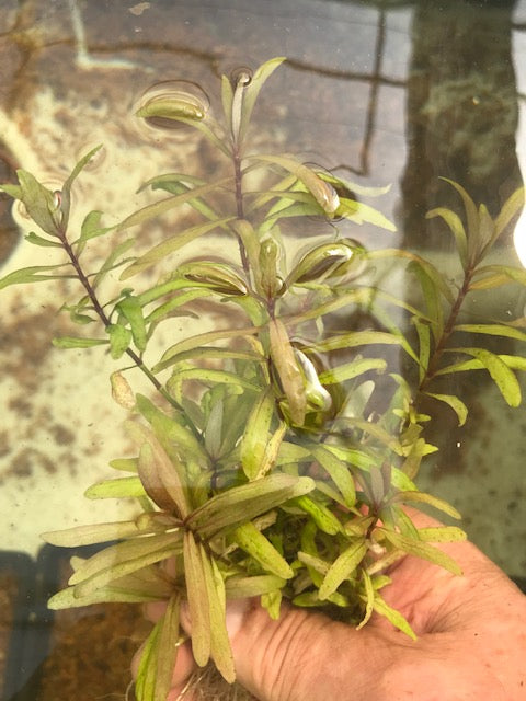 Hygrophila Ceylon
