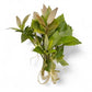 Hygrophila corymbosa 'Compact'