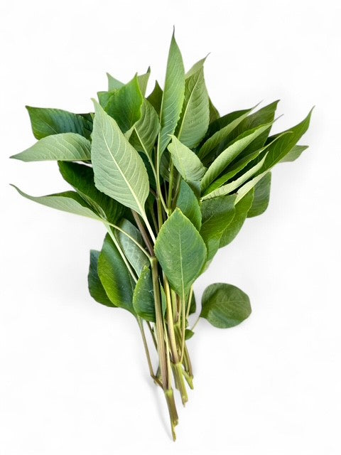 Hygrophila corymbosa 'Compact'