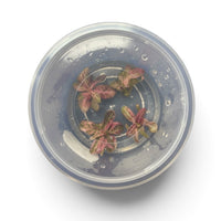 Tissue Culture Hygrophila lancea 'Chai'
