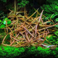 Hygrophila lancea 'Araguaia'