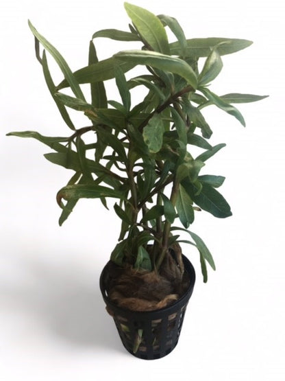 Hygrophila 'Tiger'
