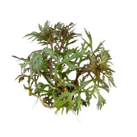 Hyptis laciniata