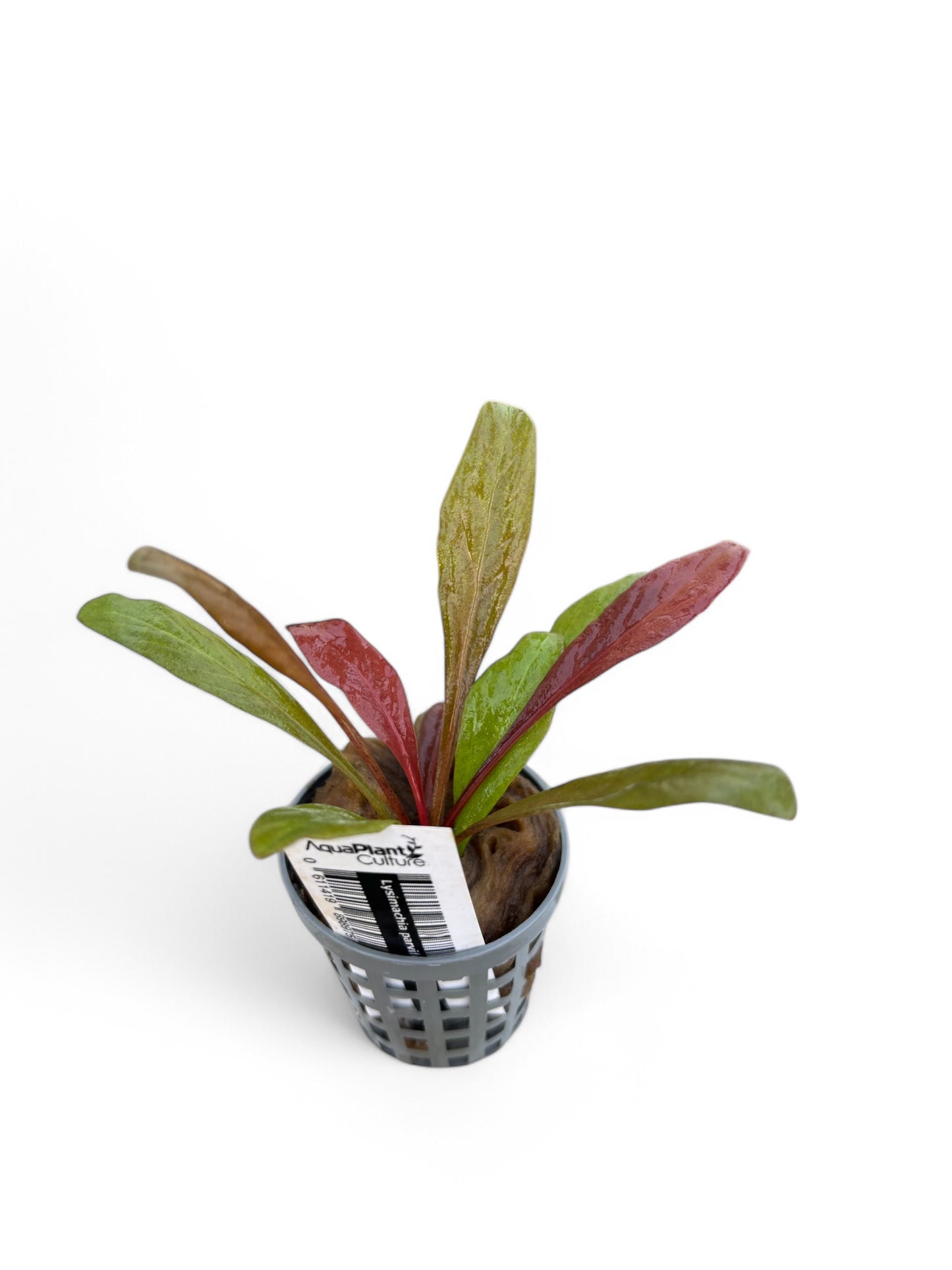 Samolus parviflorus red Lysimachia parvifolia