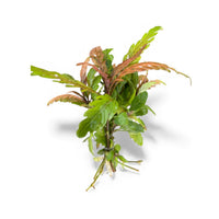 Hygrophila pinnatifida