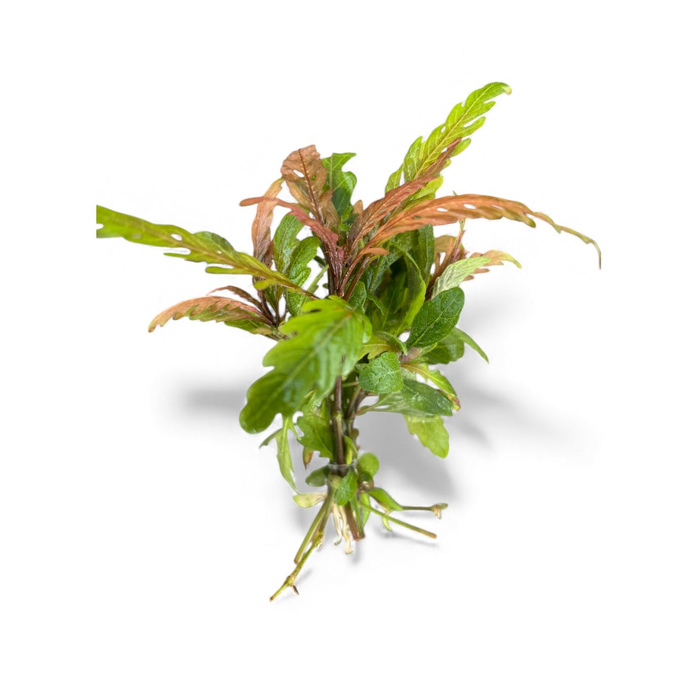 Hygrophila pinnatifida