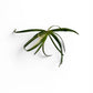 Eriocaulon sp. 'Vietnam Variegated' x 2 Buy