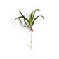 Eriocaulon sp. 'Vietnam Variegated' x 2 Buy