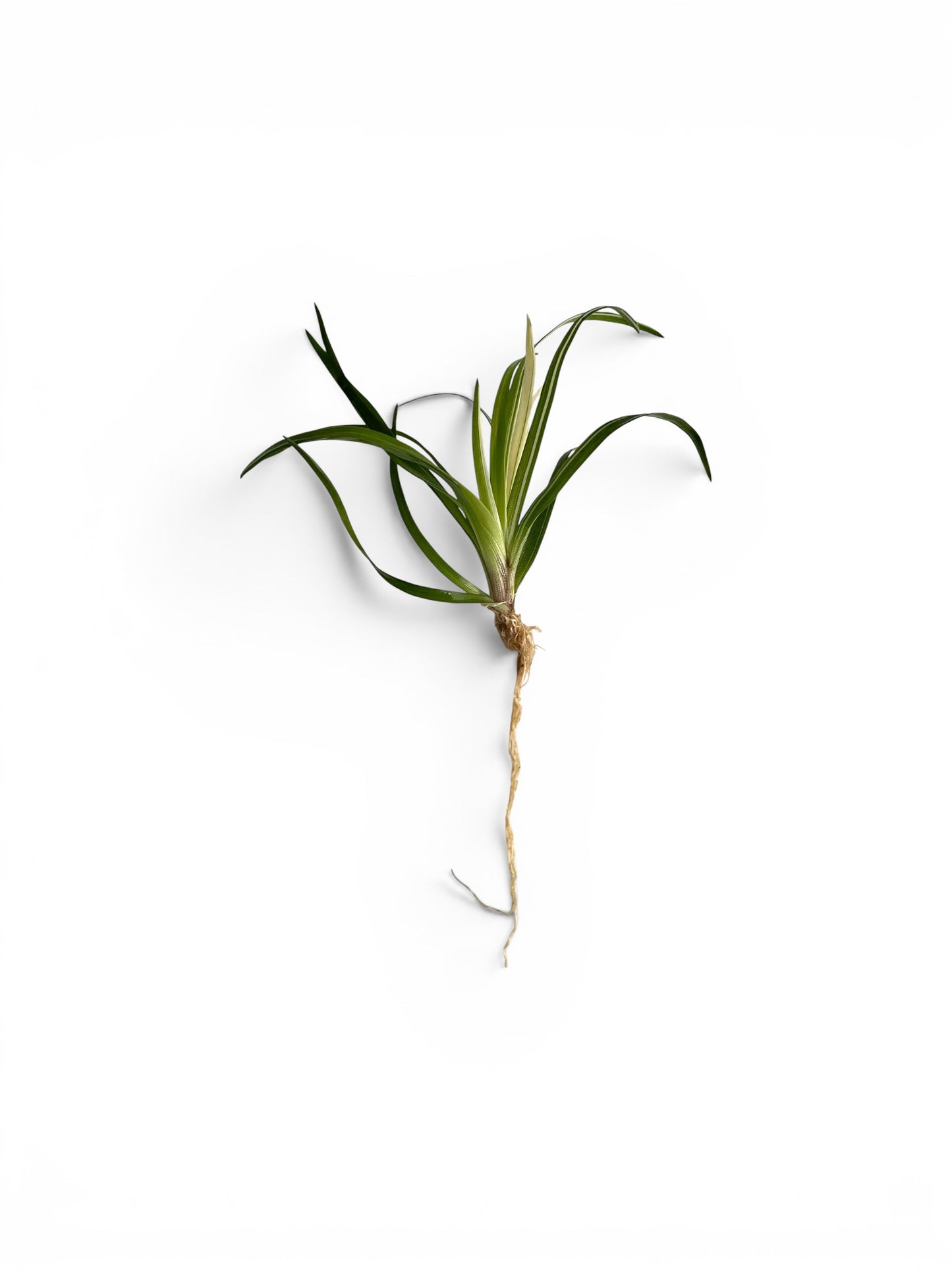 Eriocaulon sp. 'Vietnam Variegated' x 2 Buy