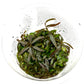 Tissue Culture Cup Hygrophila lancea 'Araguaia'