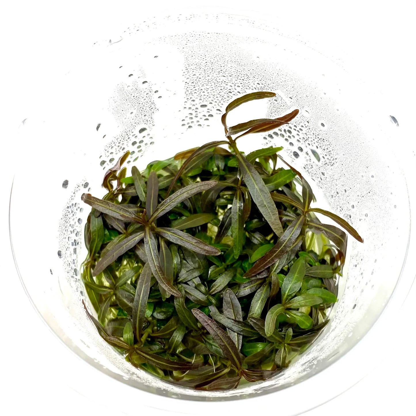 Tissue Culture Cup Hygrophila lancea 'Araguaia'