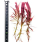 Ludwigia inclinata 'Meta' 3 submersed grown stems