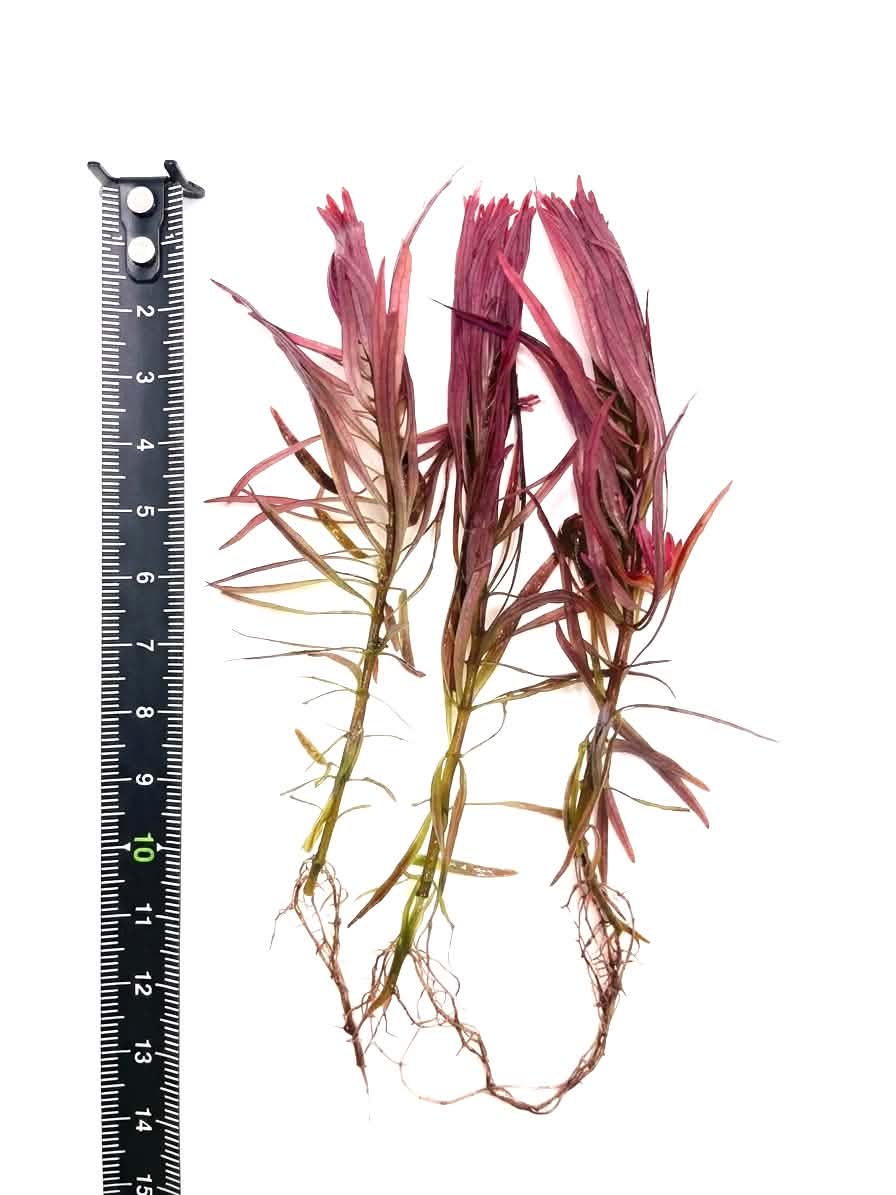 Ludwigia inclinata 'Meta' 3 submersed grown stems
