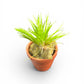 Eriocaulon Shiga