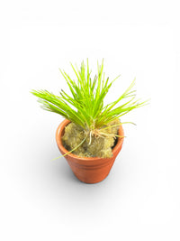 Eriocaulon Shiga