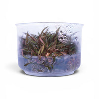 Tissue Culture Cup Cryptocoryne axelrodi