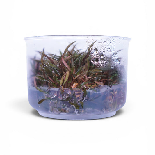 Tissue Culture Cup Cryptocoryne axelrodi
