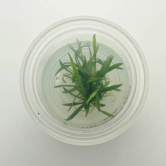 Tissue Culture Cup Cryptocoryne parva