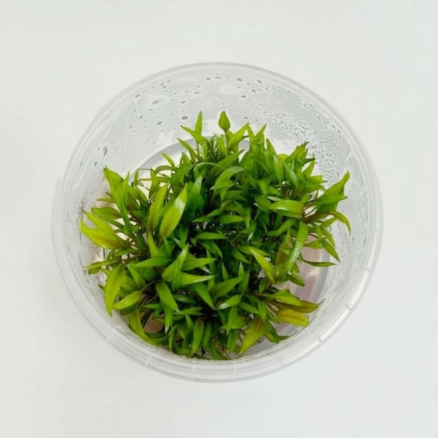 Tissue Culture Cup Cryptocoryne wendtii 'Green Gecko'