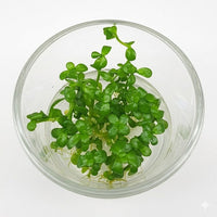 Tissue Culture Cup Bacopa monnieri